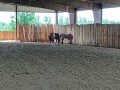 horses inside indoor arena