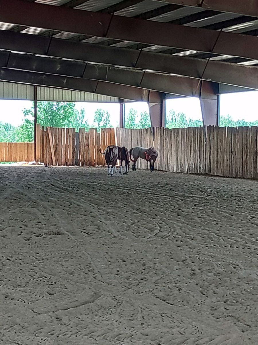 indoor arena with horse and cattle